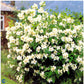 Bilde av Philadelphus 'Belle Etoile'-Spanne Plantesalg