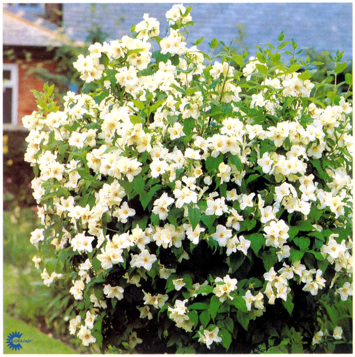 Bilde av Philadelphus 'Belle Etoile'-Spanne Plantesalg