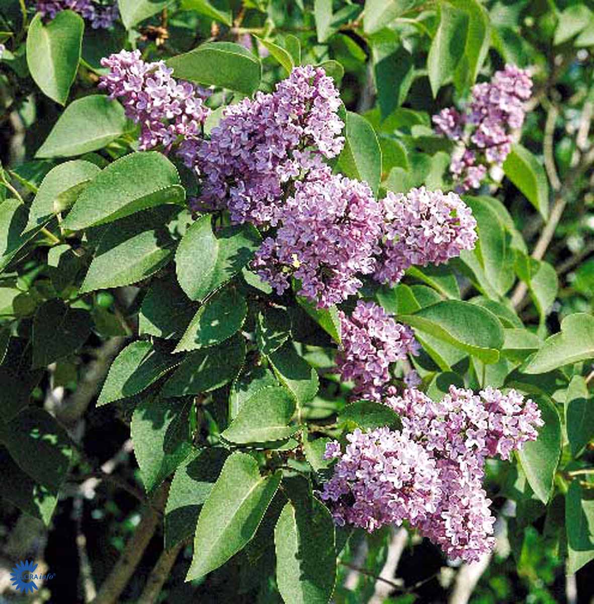 Bilde av Syringa vulgaris-Spanne Plantesalg