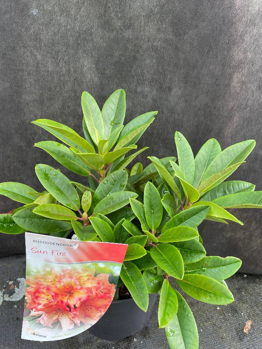 Bilde av Rhododendron 'Sun Fire'-Spanne Plantesalg