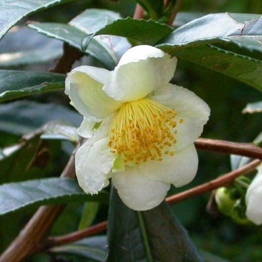 Bilde av Camellia sinensis-Spanne Plantesalg