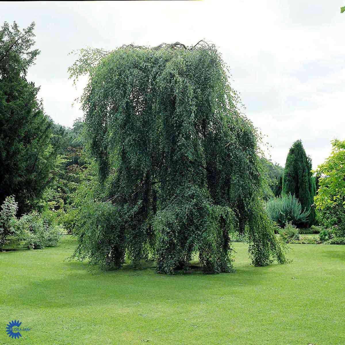 Bilde av Betula pendula 'Youngii'-Spanne Plantesalg