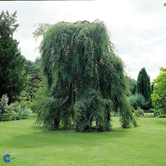 Bilde av Betula p. 'Youngii'-Spanne Plantesalg