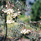 Bilde av Sorbus koehneana Ås-Spanne Plantesalg