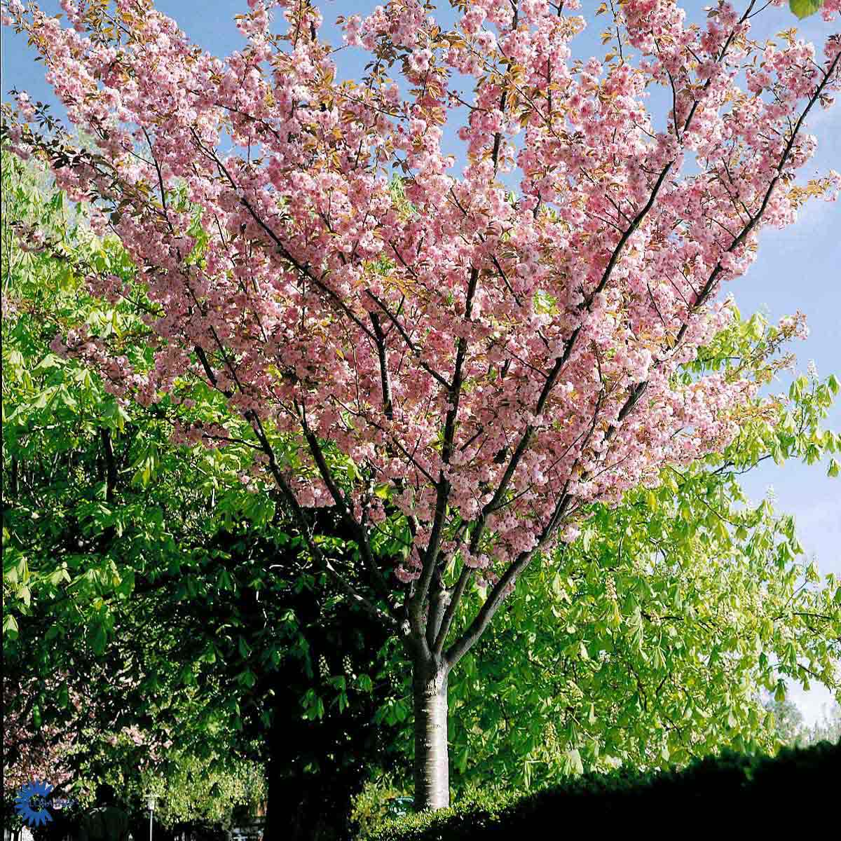 Bilde av Prunus serrulata 'Kanzan' 120cm st.-Spanne Plantesalg