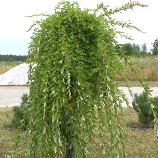 Bilde av Salix purpurea 'Pendula'-Spanne Plantesalg