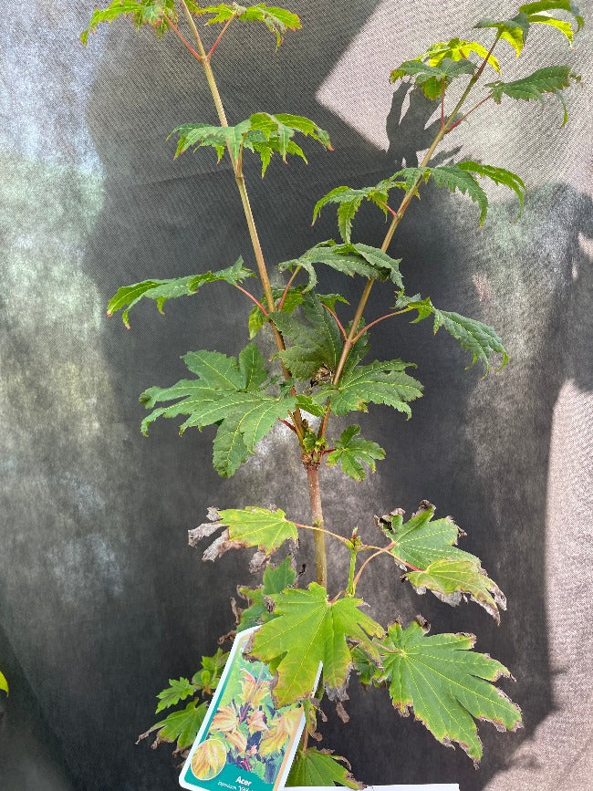 Bilde av Acer japonicum 'Vitifolium'-Spanne Plantesalg