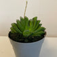 Haworthia Truncata
