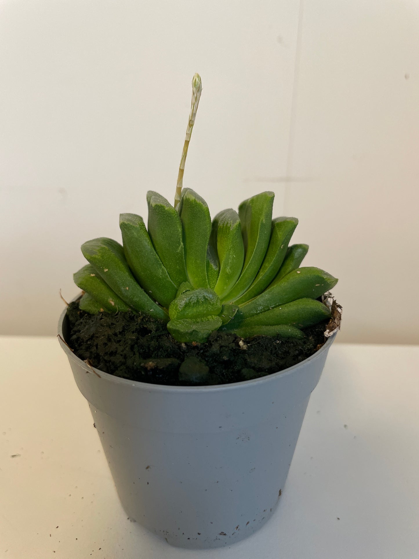 Haworthia Truncata