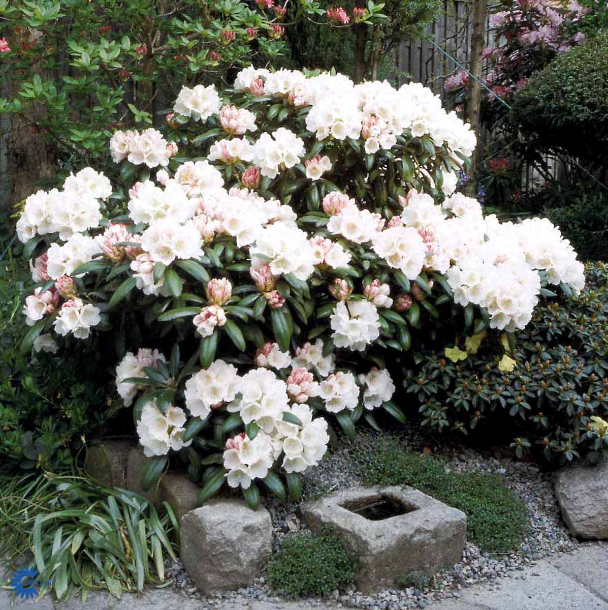 Bilde av Rhododendron yak. 'Koichiro Wada'-Spanne Plantesalg