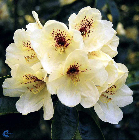 Bilde av Rhododendron Goldbukett-Spanne Plantesalg