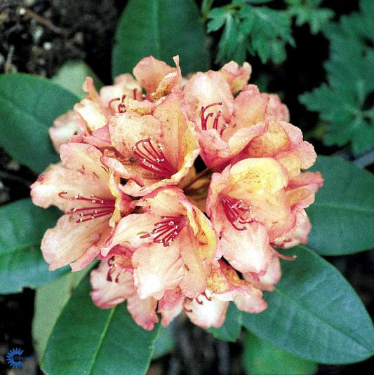 Bilde av Rhododendron Brasilia-Spanne Plantesalg