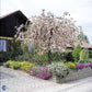 Bilde av Prunus 'Kiku-shidare-zakura' 120cm st.-Spanne Plantesalg