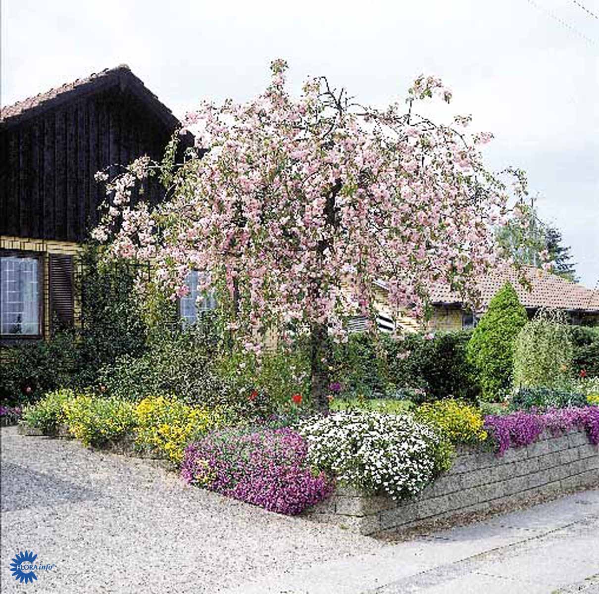 Bilde av Prunus 'Kiku-shidare-zakura' 120cm st.-Spanne Plantesalg