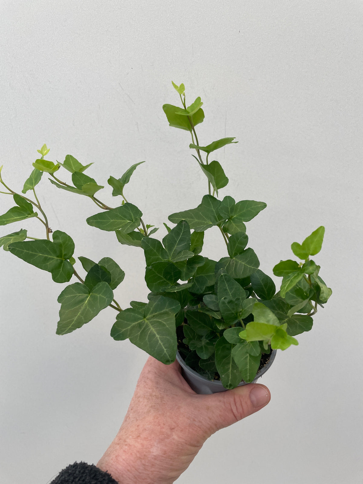 HEDERA HELIX 'GRØN'