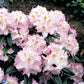 Bilde av Rhododendron Brigitte 1l-Spanne Plantesalg