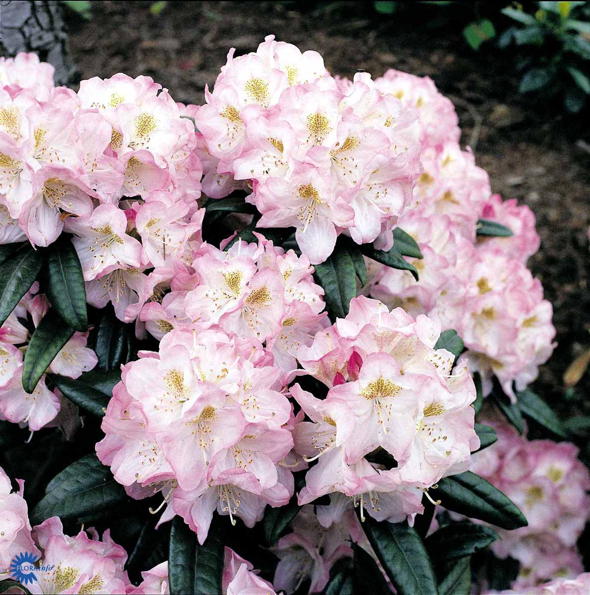 Bilde av Rhododendron Brigitte 1l-Spanne Plantesalg