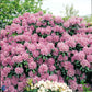 Bilde av Rhododendron Grandiflorum-Spanne Plantesalg