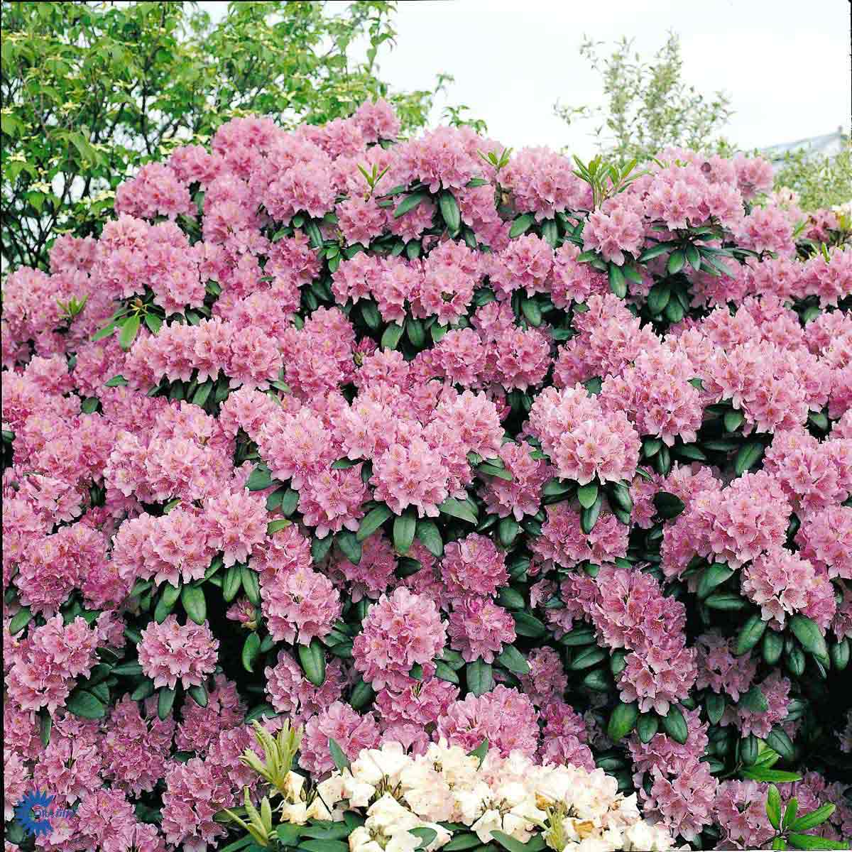 Bilde av Rhododendron Grandiflorum-Spanne Plantesalg