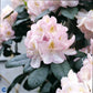 Bilde av Rhododendron G. Waterer-Spanne Plantesalg