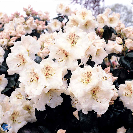Bilde av Rhododendron G. Rieger-Spanne Plantesalg