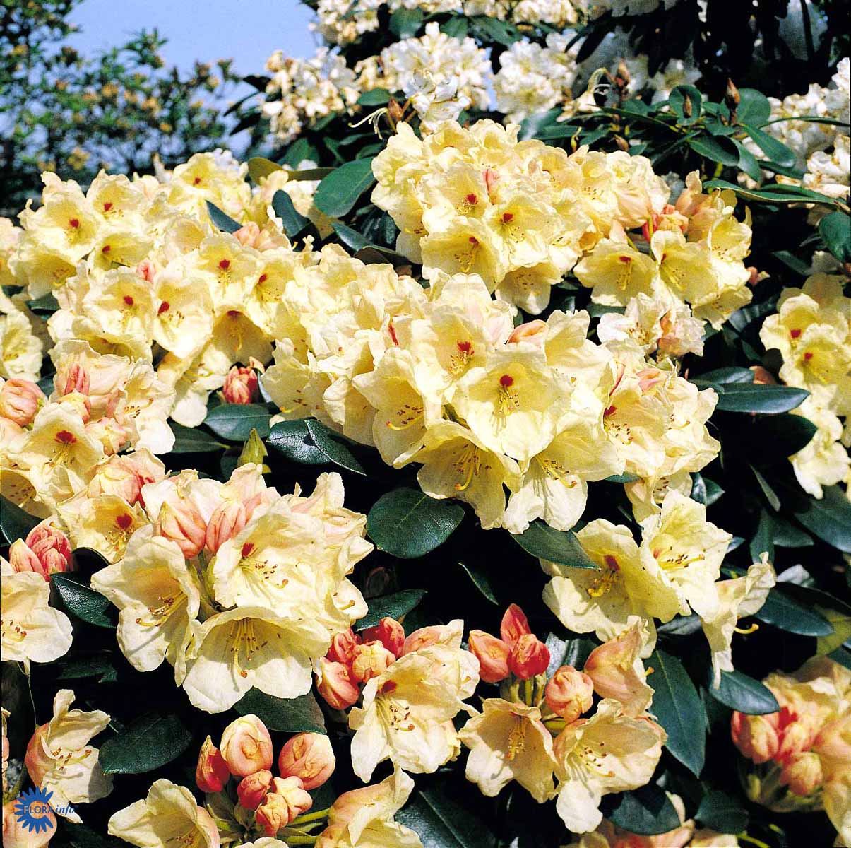 Bilde av Rhododendron Flava-Spanne Plantesalg