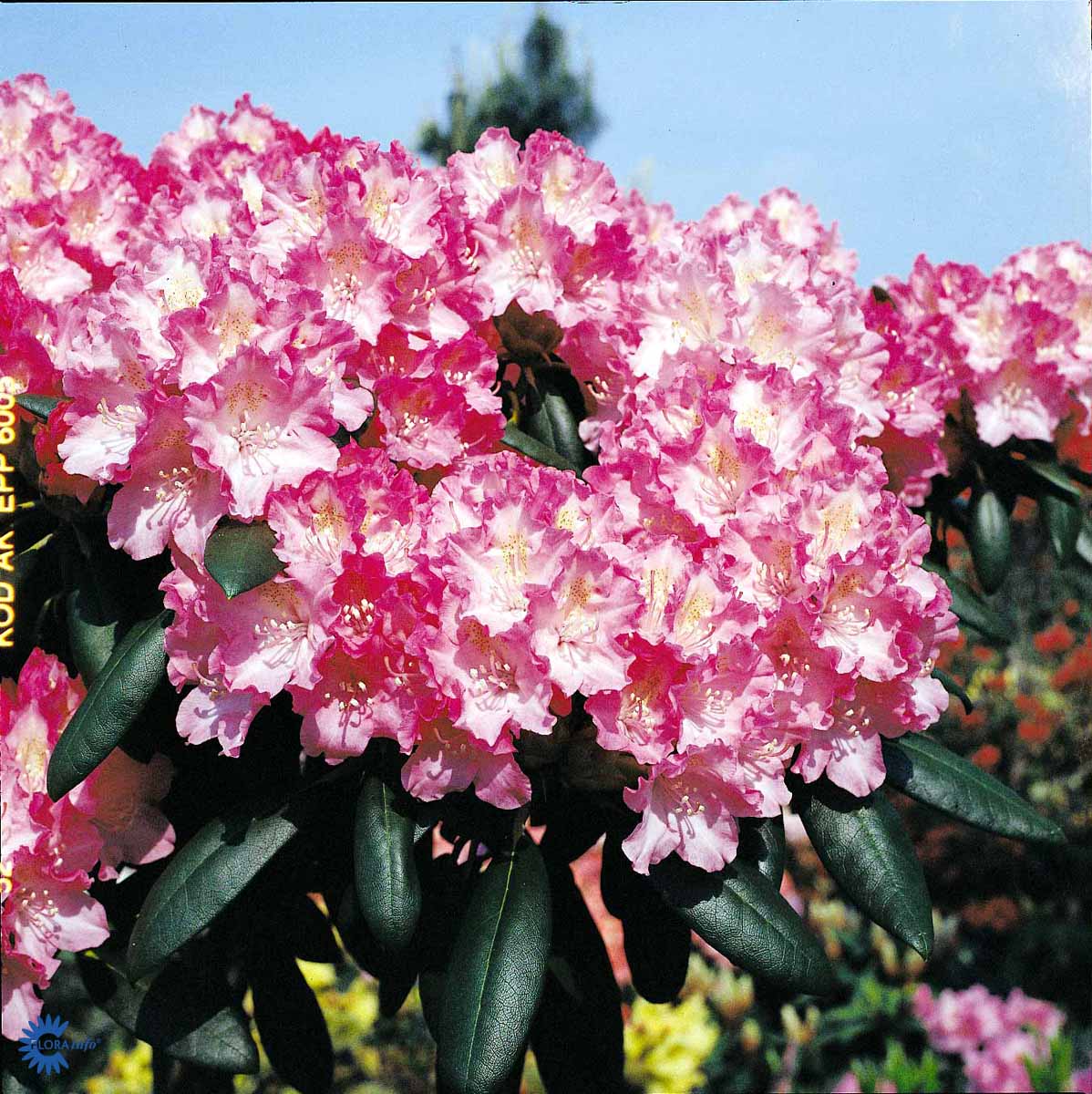 Bilde av Rhododendron Kalinka 1l-Spanne Plantesalg