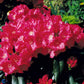 Bilde av Rhododendron Morgenrot-Spanne Plantesalg