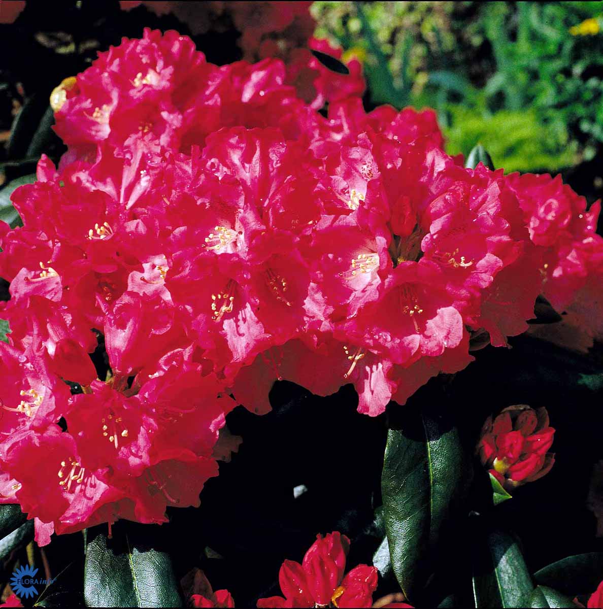 Bilde av Rhododendron Morgenrot-Spanne Plantesalg