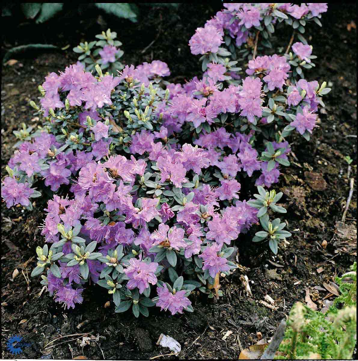 Bilde av Rhododendron Ramapo-Spanne Plantesalg