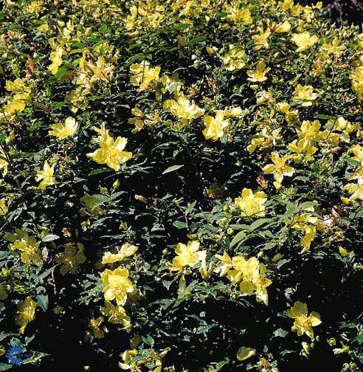 Bilde av Hypericum 'Hidcote'-Spanne Plantesalg