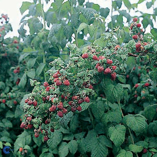 Bilde av BRINGEBÆR 'Autumn First'®-Spanne Plantesalg