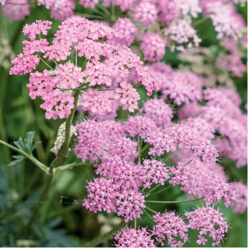 Bilde av Pimpinella major 'Rosea'-Spanne Plantesalg