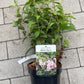 Bilde av Deutzia hybrida 'Mont Rose'-Spanne Plantesalg