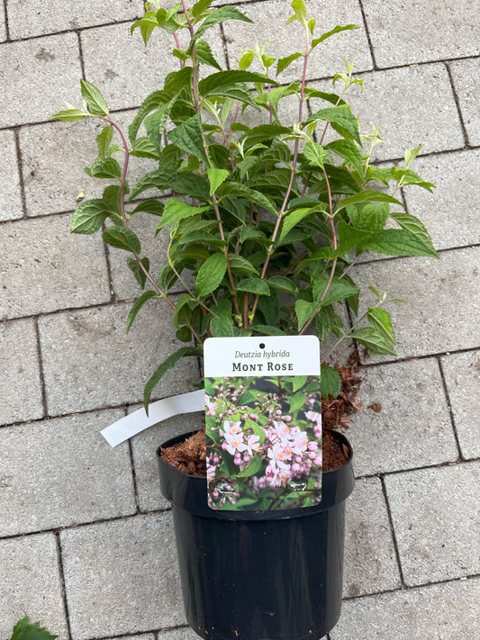 Bilde av Deutzia hybrida 'Mont Rose'-Spanne Plantesalg