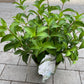 Bilde av Hydrangea Runaway Bride-Spanne Plantesalg