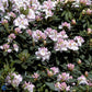 Bilde av Rhododendron G. Waterer-Spanne Plantesalg