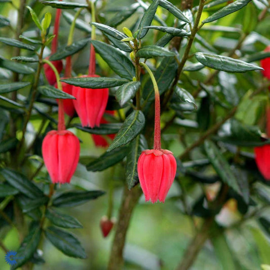Bilde av Crinodendron hookerianum-Spanne Plantesalg