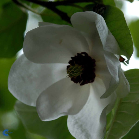 Bilde av Magnolia sieboldii-Spanne Plantesalg