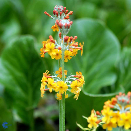 Bilde av Primula bulleyana-Spanne Plantesalg