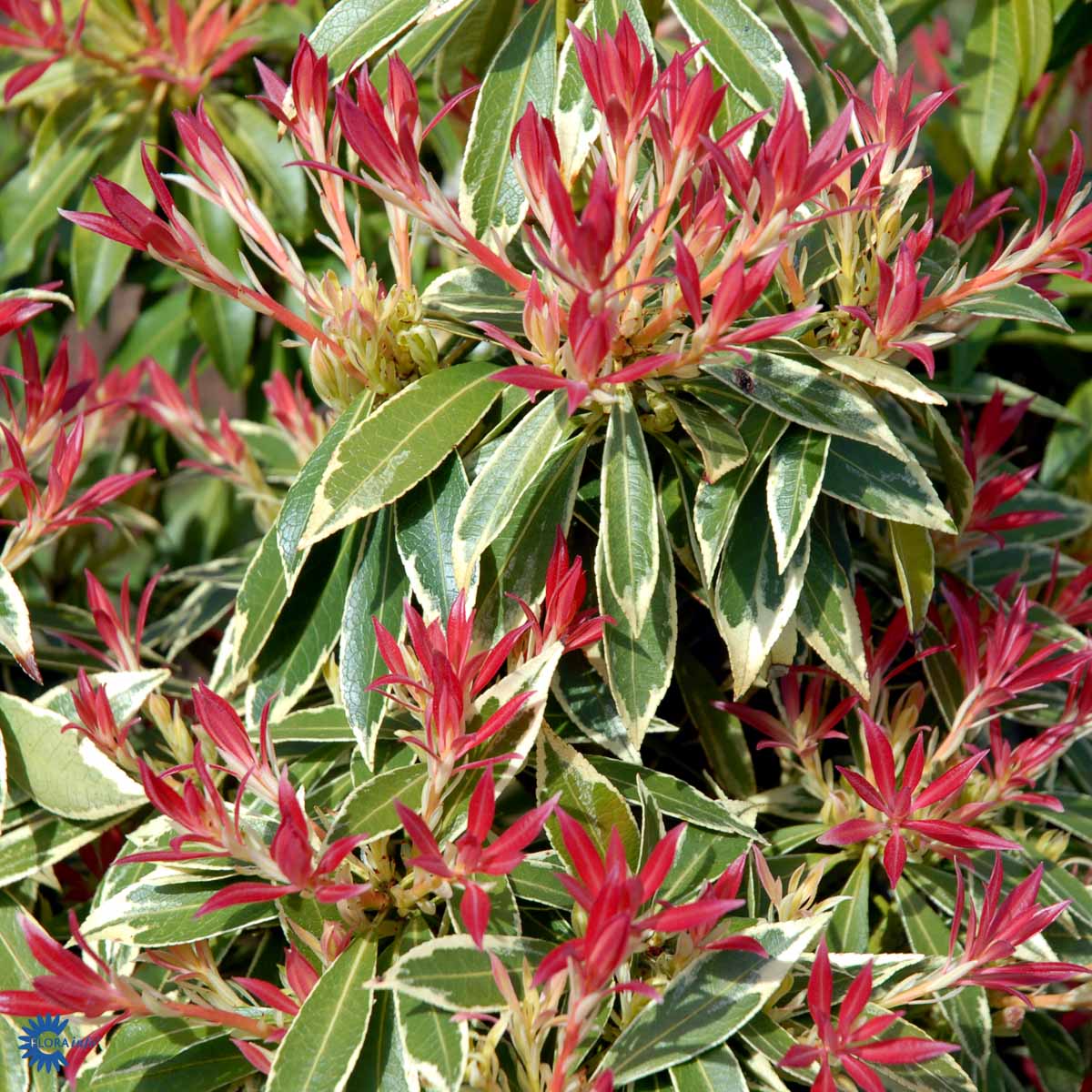 Bilde av Pieris Flaming Silver-Spanne Plantesalg