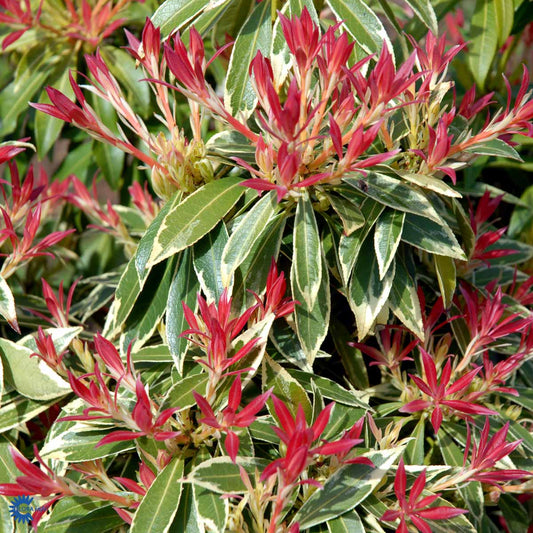 Bilde av Pieris Flaming Silver-Spanne Plantesalg