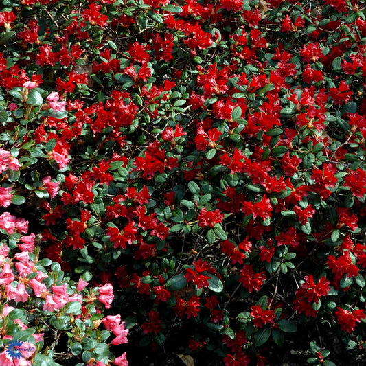 Bilde av Rhododendron repens 'Red Carpet'-Spanne Plantesalg