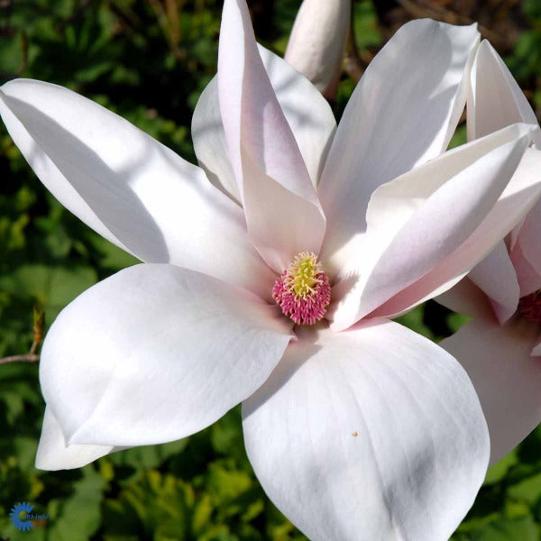 Bilde av Magnolia 'Heaven Scent'-Spanne Plantesalg