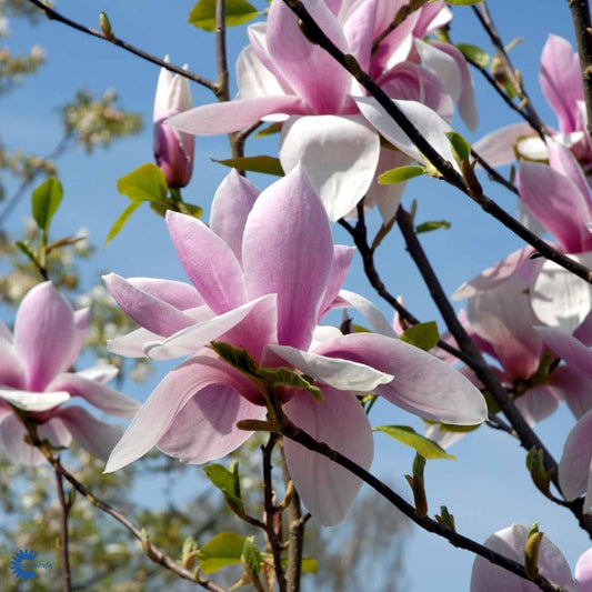 Bilde av Magnolia 'Big Dude'-Spanne Plantesalg
