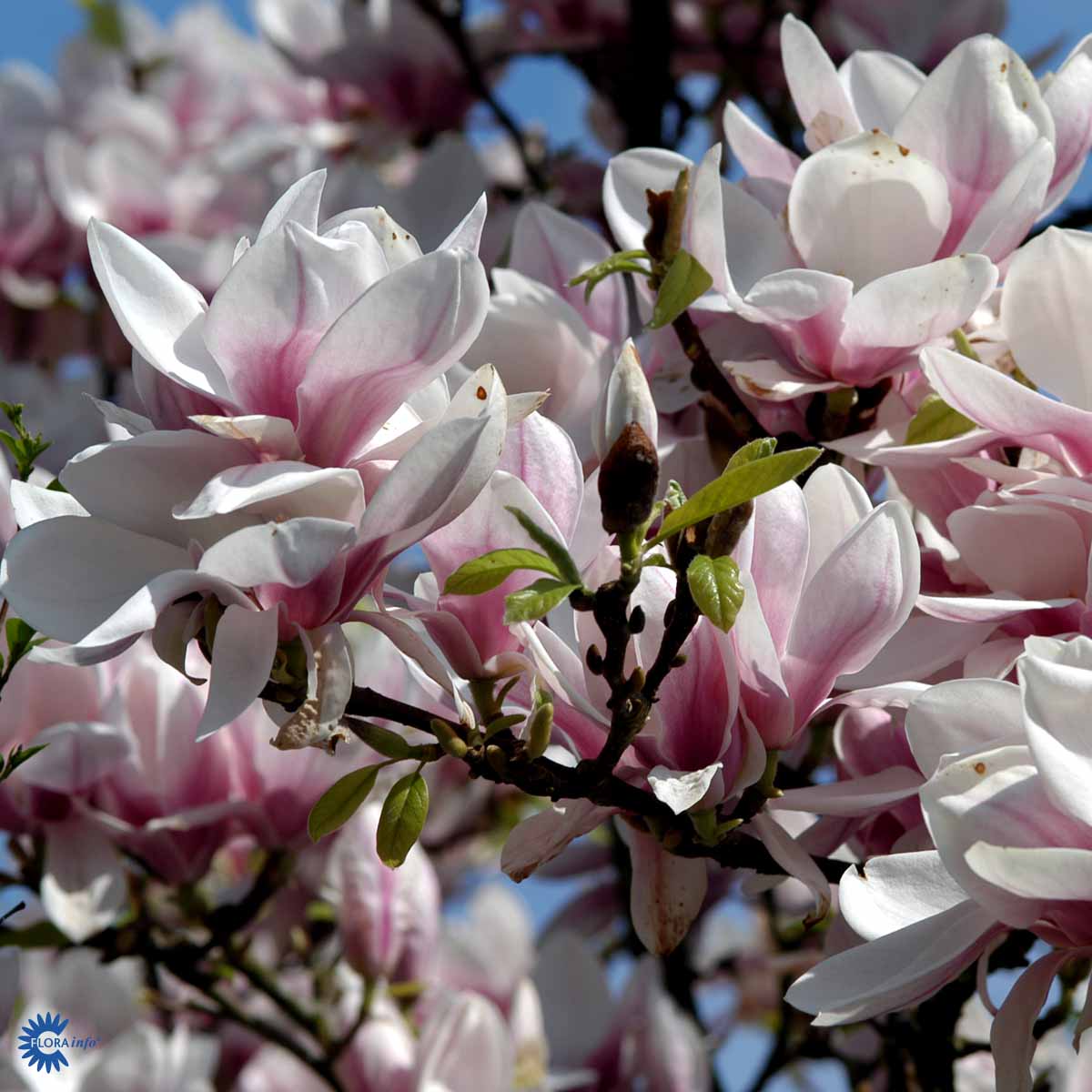 Bilde av Magnolia soulangeana 60cm st.-Spanne Plantesalg