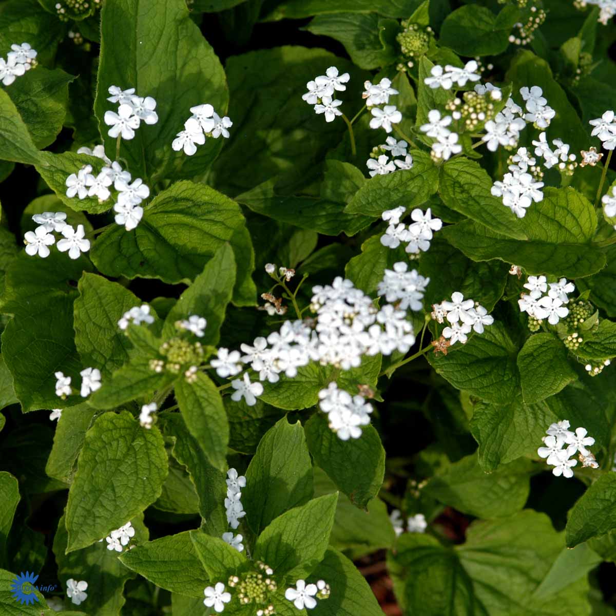 Bilde av Brunnera macr. 'Betty Bowring'-Spanne Plantesalg