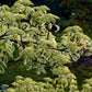 Bilde av Cornus controversa 'Variegata'-Spanne Plantesalg