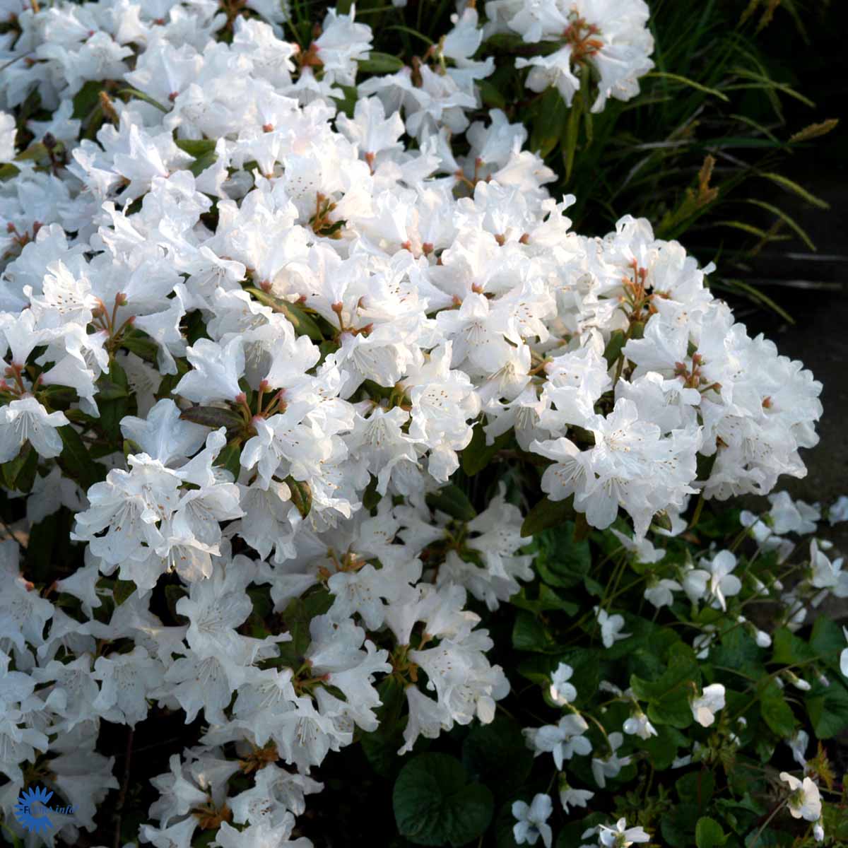 Bilde av Rhododendron Dora Amateis-Spanne Plantesalg