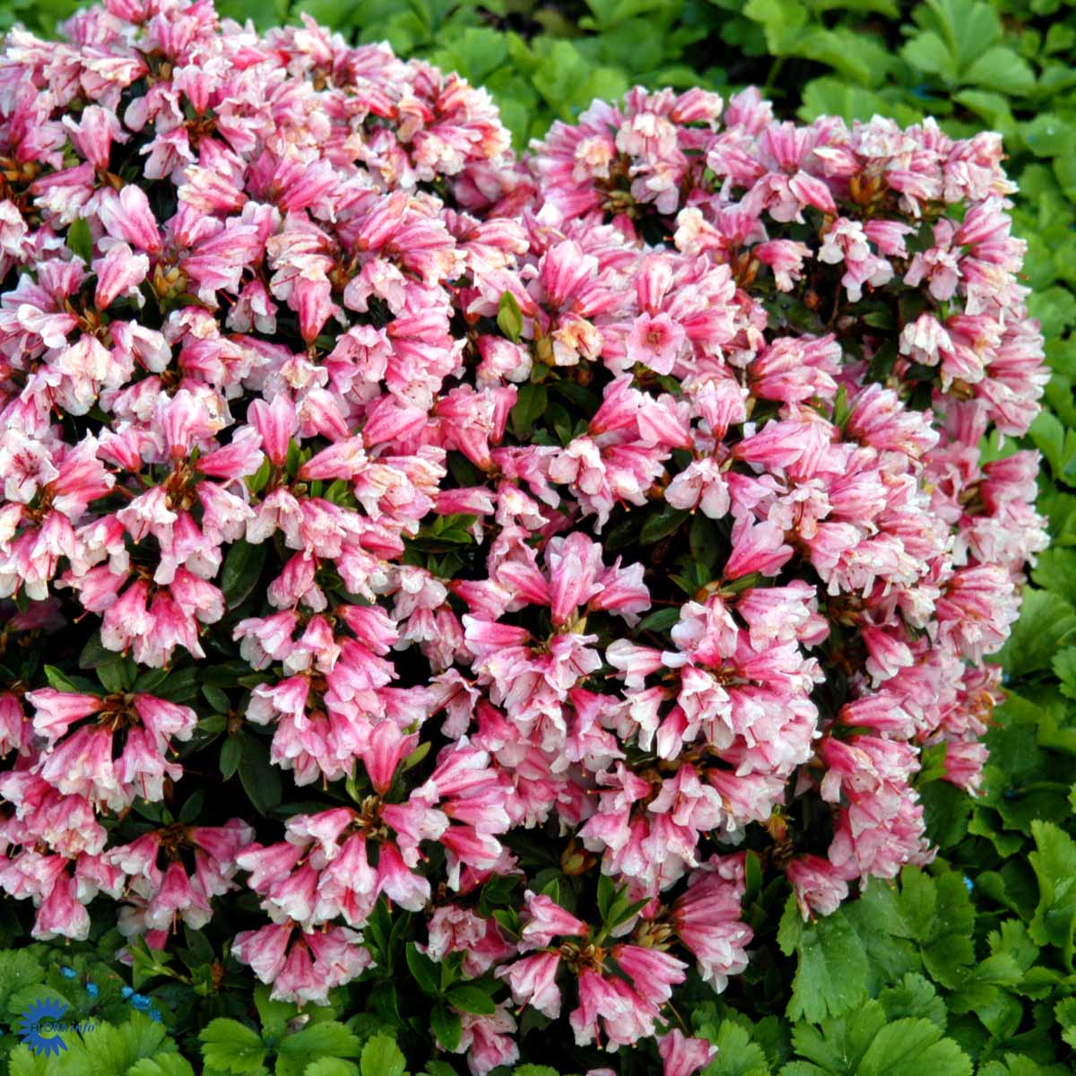 Bilde av Rhododendron lep. 'Wee Bee'-Spanne Plantesalg